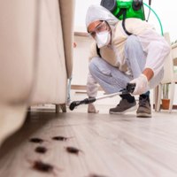 7 Secrets to have the best pest control services for your office